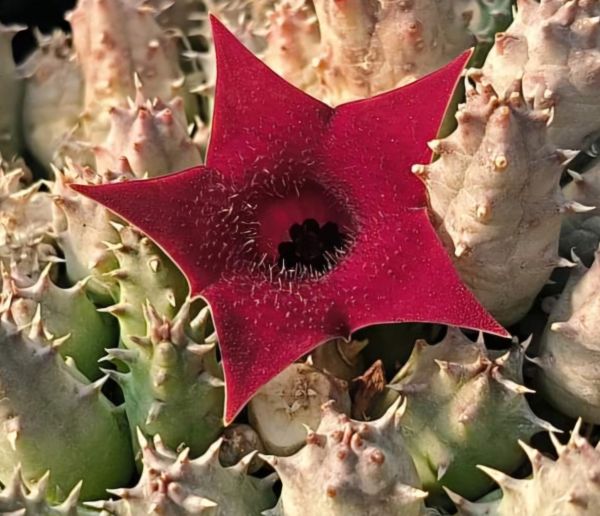 Huernia confusa pink eye